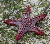 Some kind of seastar